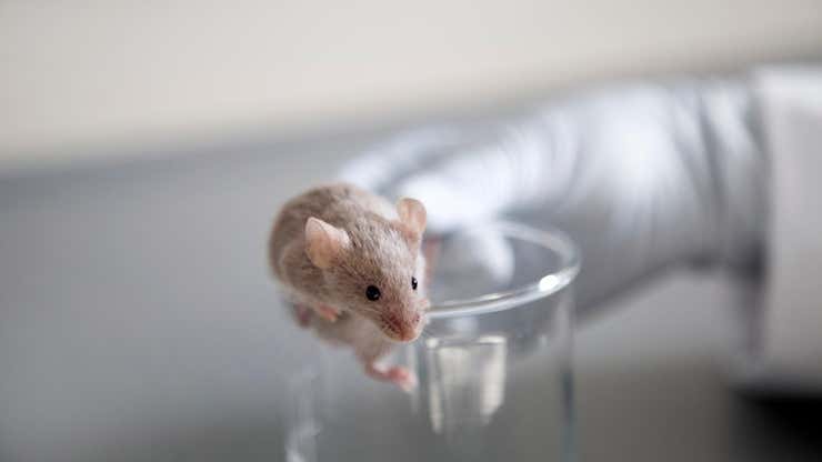 Image for Scientists Grow Mouse Embryos in Space for the First Time